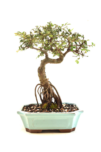 Chinese Elm Bonsai Ceramic 8" Pot - One of a Kind Bonsai