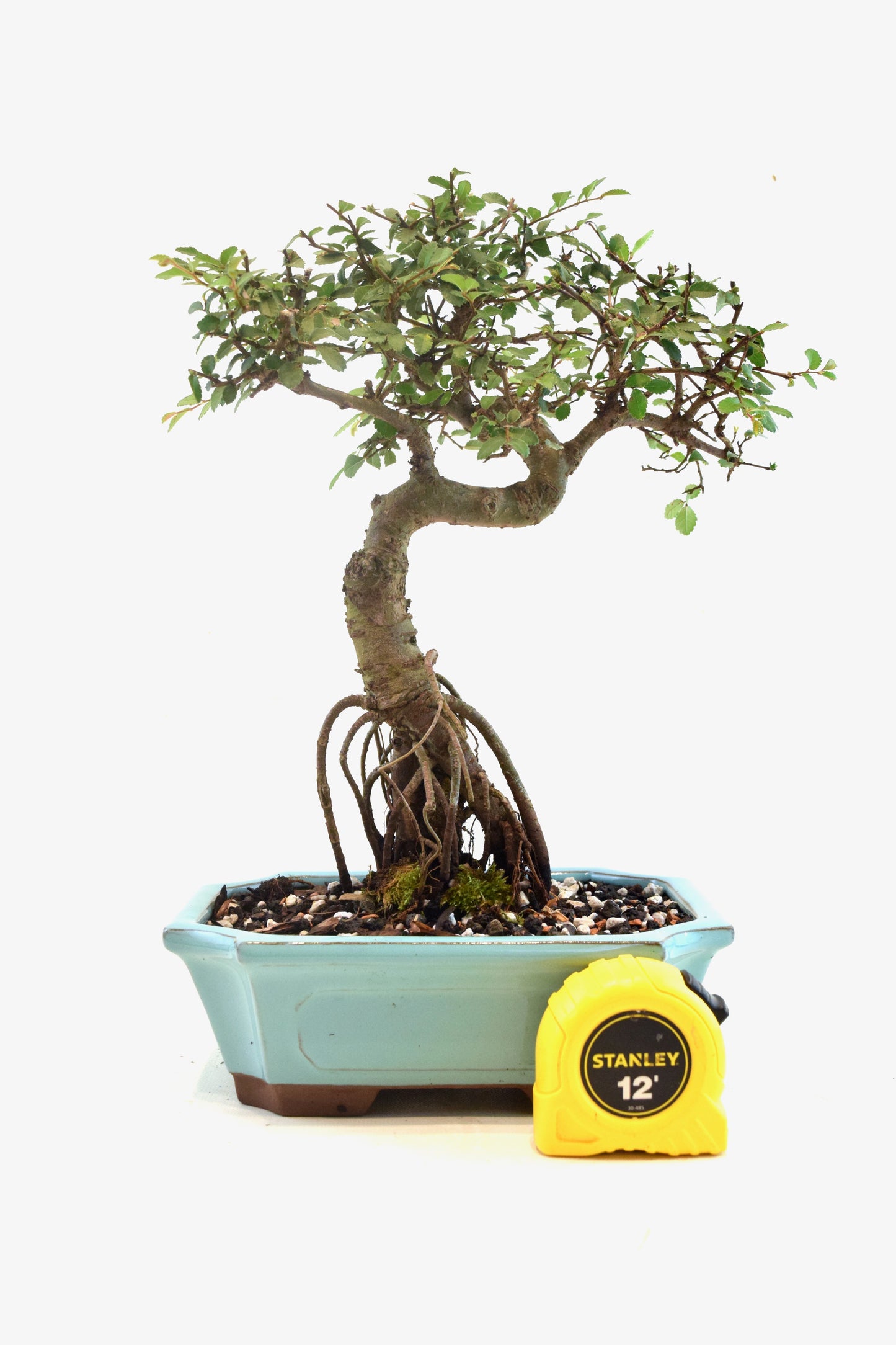 Chinese Elm Bonsai Ceramic 8" Pot - One of a Kind Bonsai