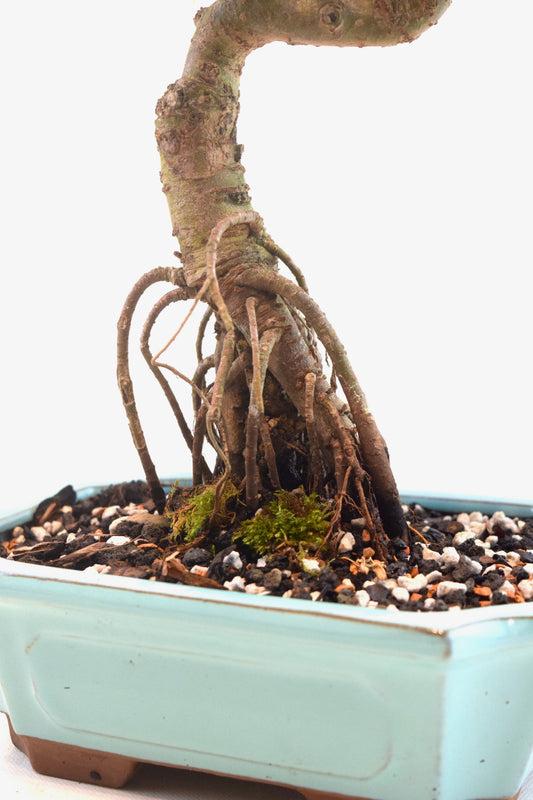 Chinese Elm Bonsai Ceramic 8" Pot - One of a Kind Bonsai