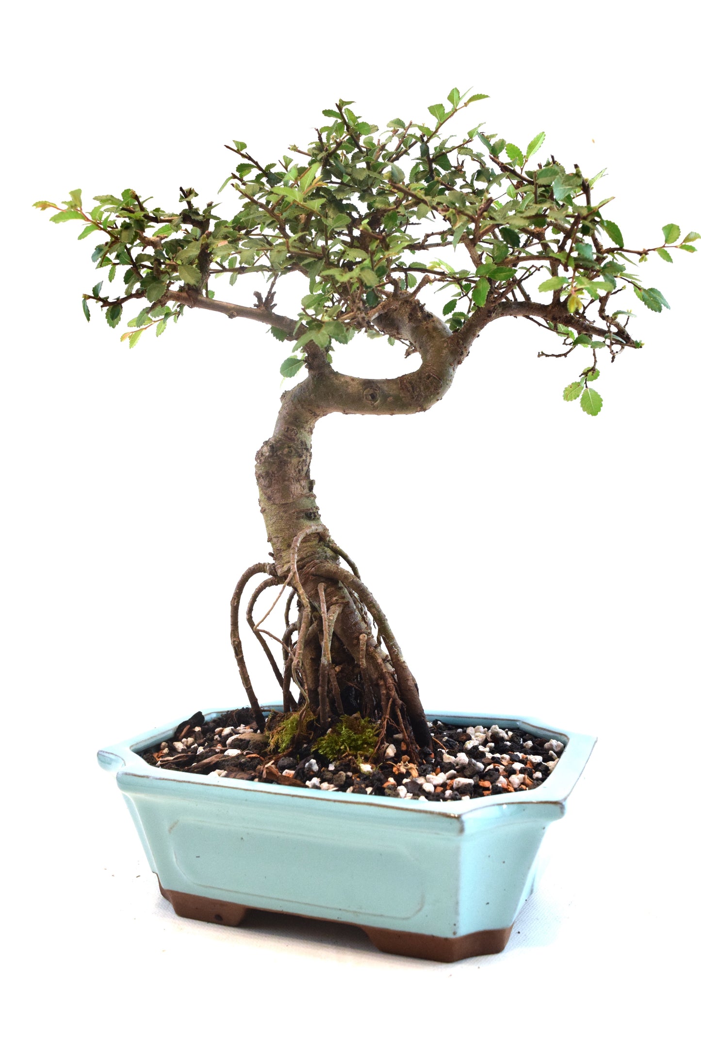 Chinese Elm Bonsai Ceramic 8" Pot - One of a Kind Bonsai
