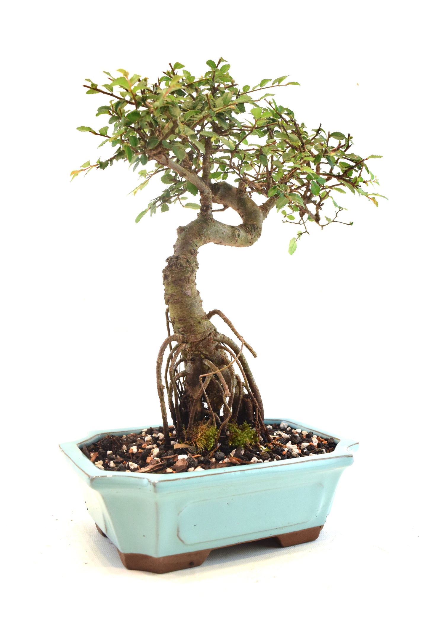 Chinese Elm Bonsai Ceramic 8" Pot - One of a Kind Bonsai
