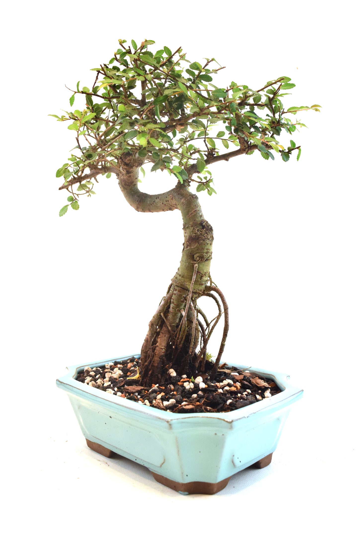 Chinese Elm Bonsai Ceramic 8" Pot - One of a Kind Bonsai
