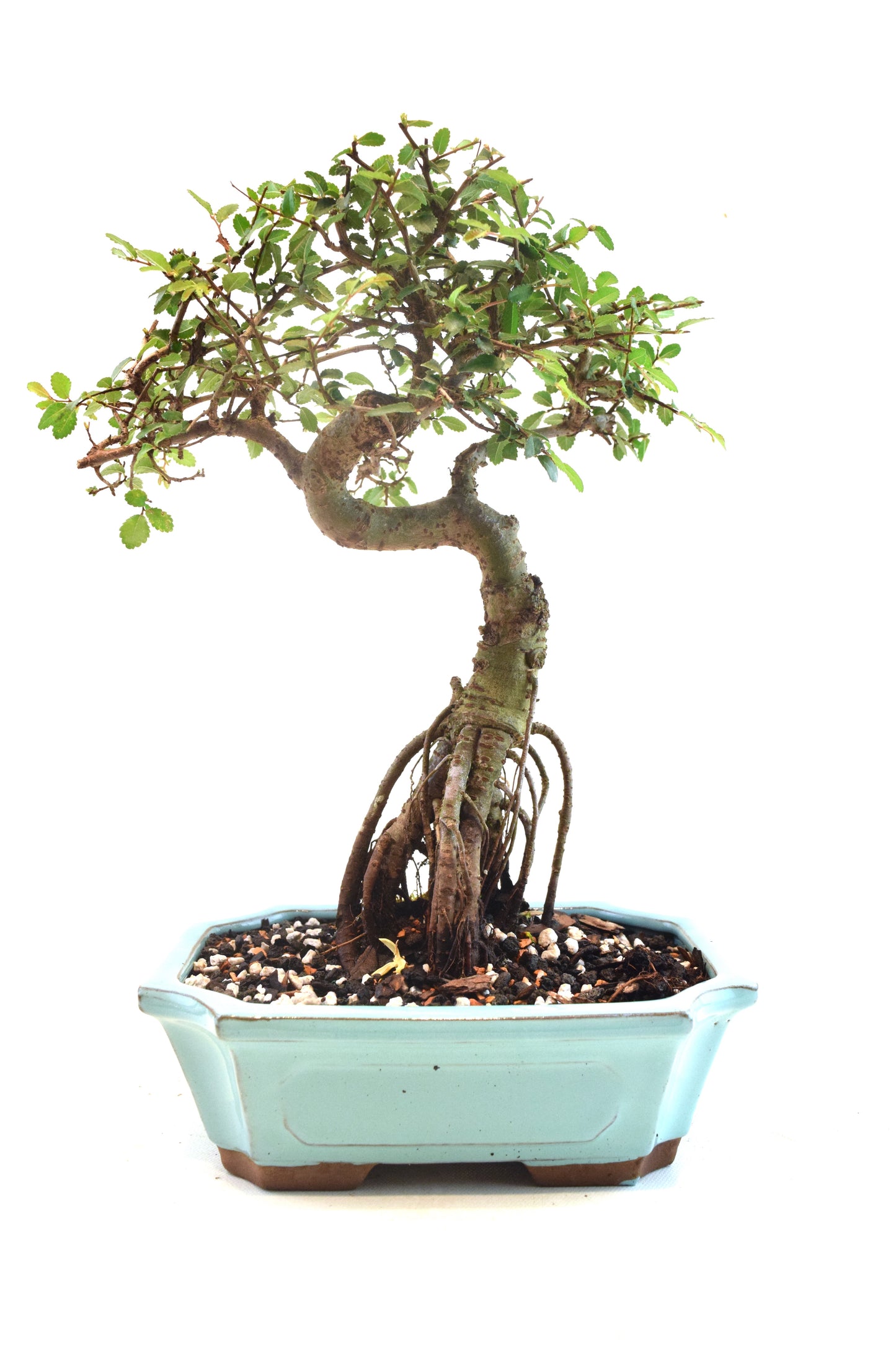 Chinese Elm Bonsai Ceramic 8" Pot - One of a Kind Bonsai