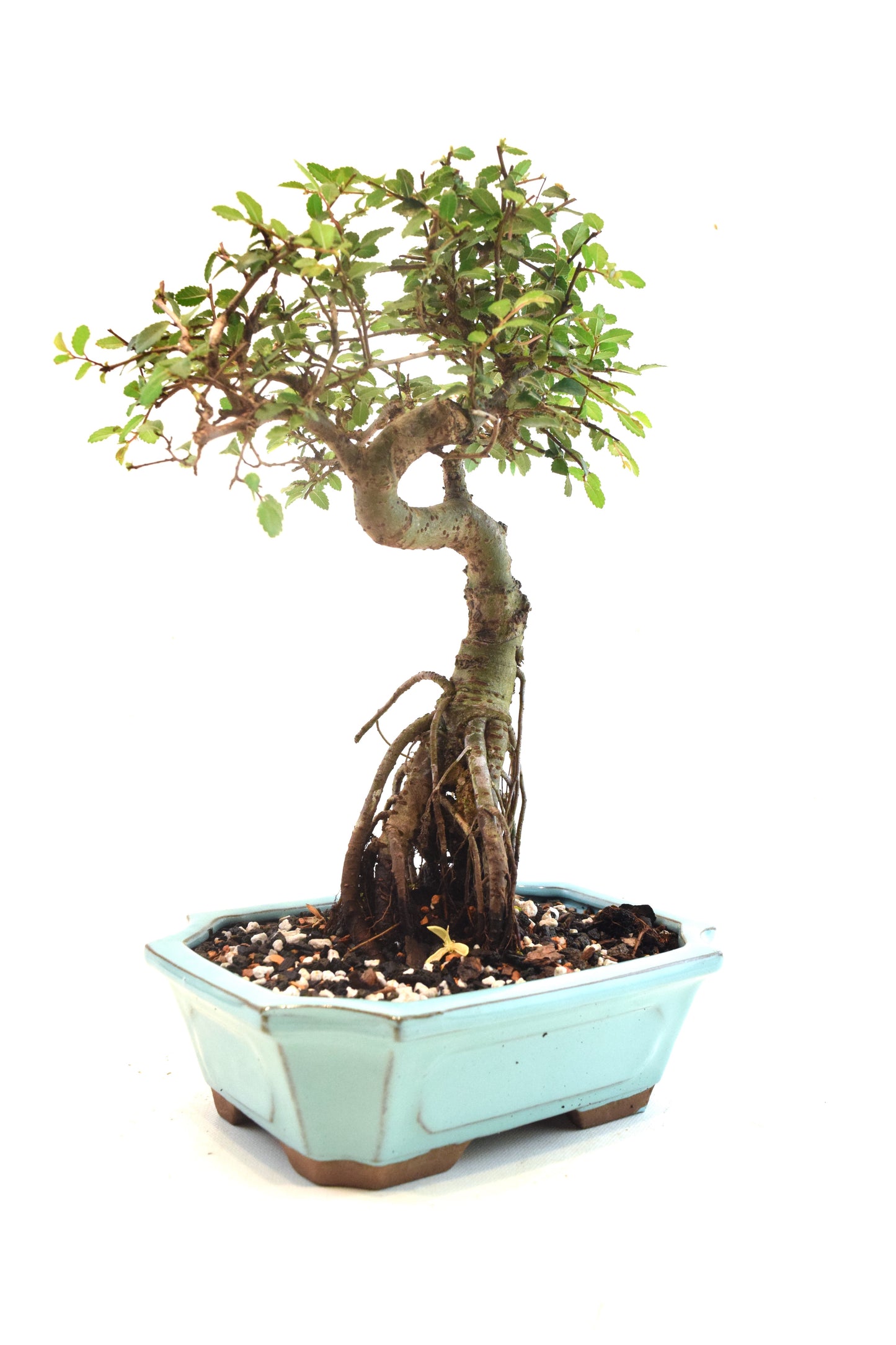 Chinese Elm Bonsai Ceramic 8" Pot - One of a Kind Bonsai