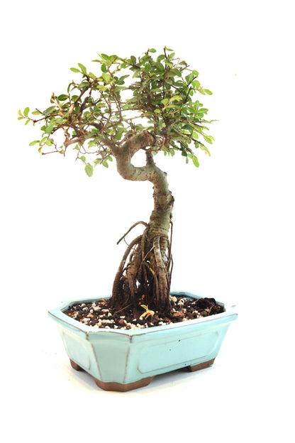 Chinese Elm Bonsai Ceramic 8" Pot - One of a Kind Bonsai