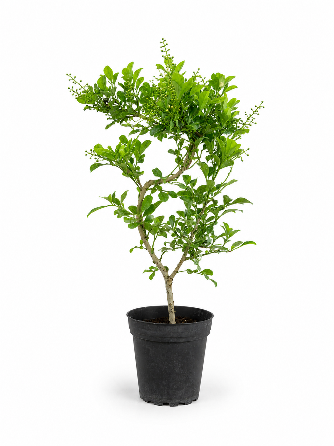 Chinese Perfume in 4" Pot - Pre Bonsai