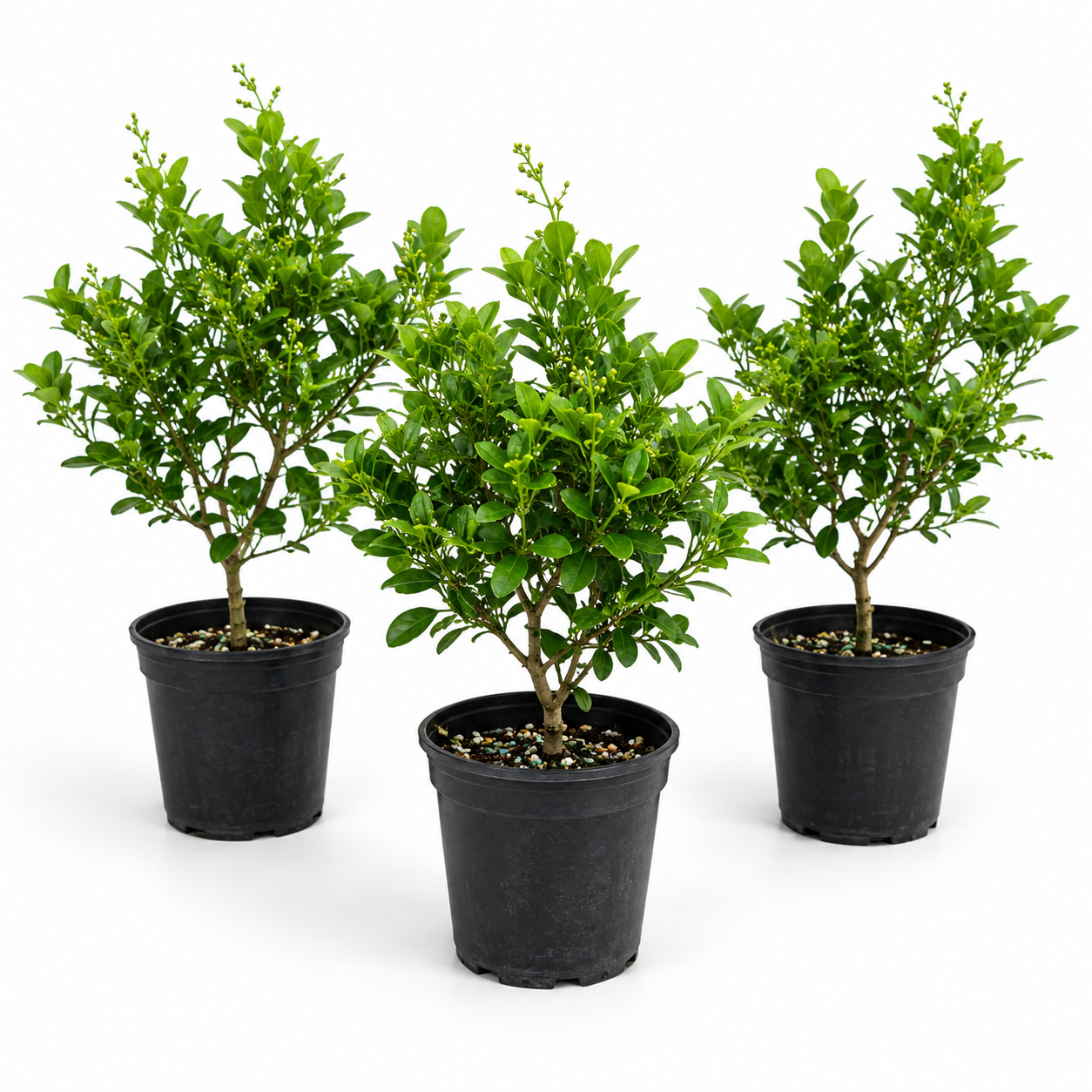Chinese Perfume in 4" Pot - Pre Bonsai