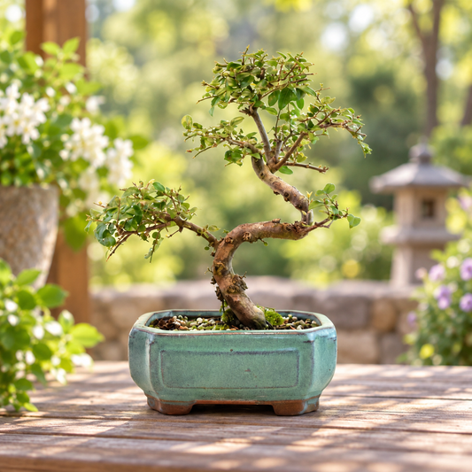 Chinese Sweet Plum Bonsai Ceramic 6" Pot - One of a Kind Bonsai