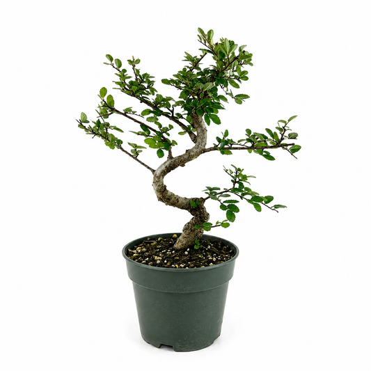 Chinese Elm Bonsai in 4.5" Pot - Pre Bonsai