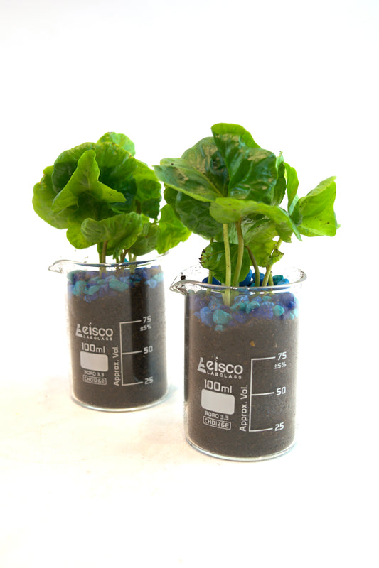 Coffee Plant in 100mL Beaker