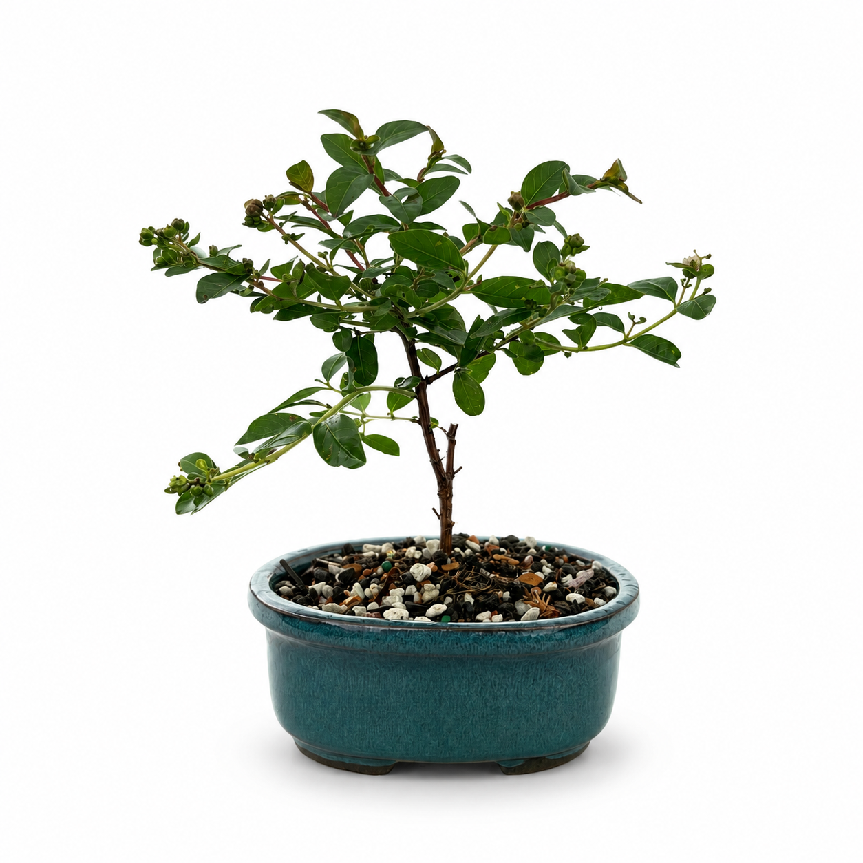 Dwarf Crape Myrtle Bonsai Ceramic 5" Pot - Similar Bonsai