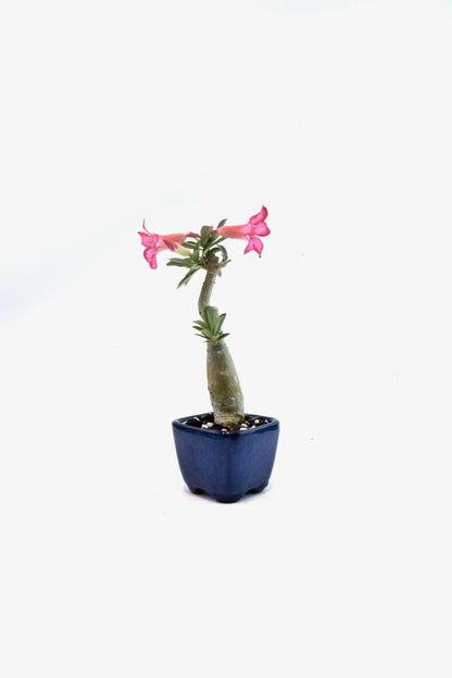 Desert Rose Bonsai Ceramic 3.5" Pot - One of a Kind Bonsai