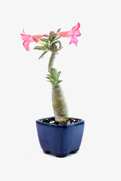 Desert Rose Bonsai Ceramic 3.5" Pot - One of a Kind Bonsai