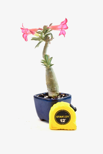 Desert Rose Bonsai Ceramic 3.5" Pot - One of a Kind Bonsai