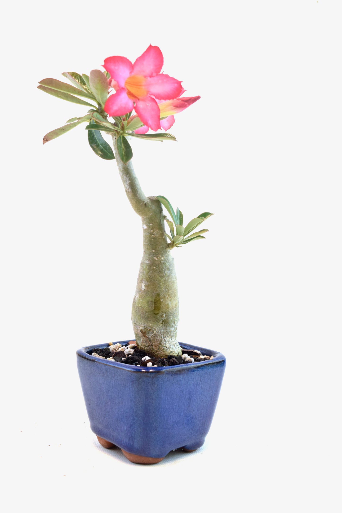 Desert Rose Bonsai Ceramic 3.5" Pot - One of a Kind Bonsai