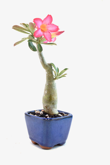Desert Rose Bonsai Ceramic 3.5" Pot - One of a Kind Bonsai