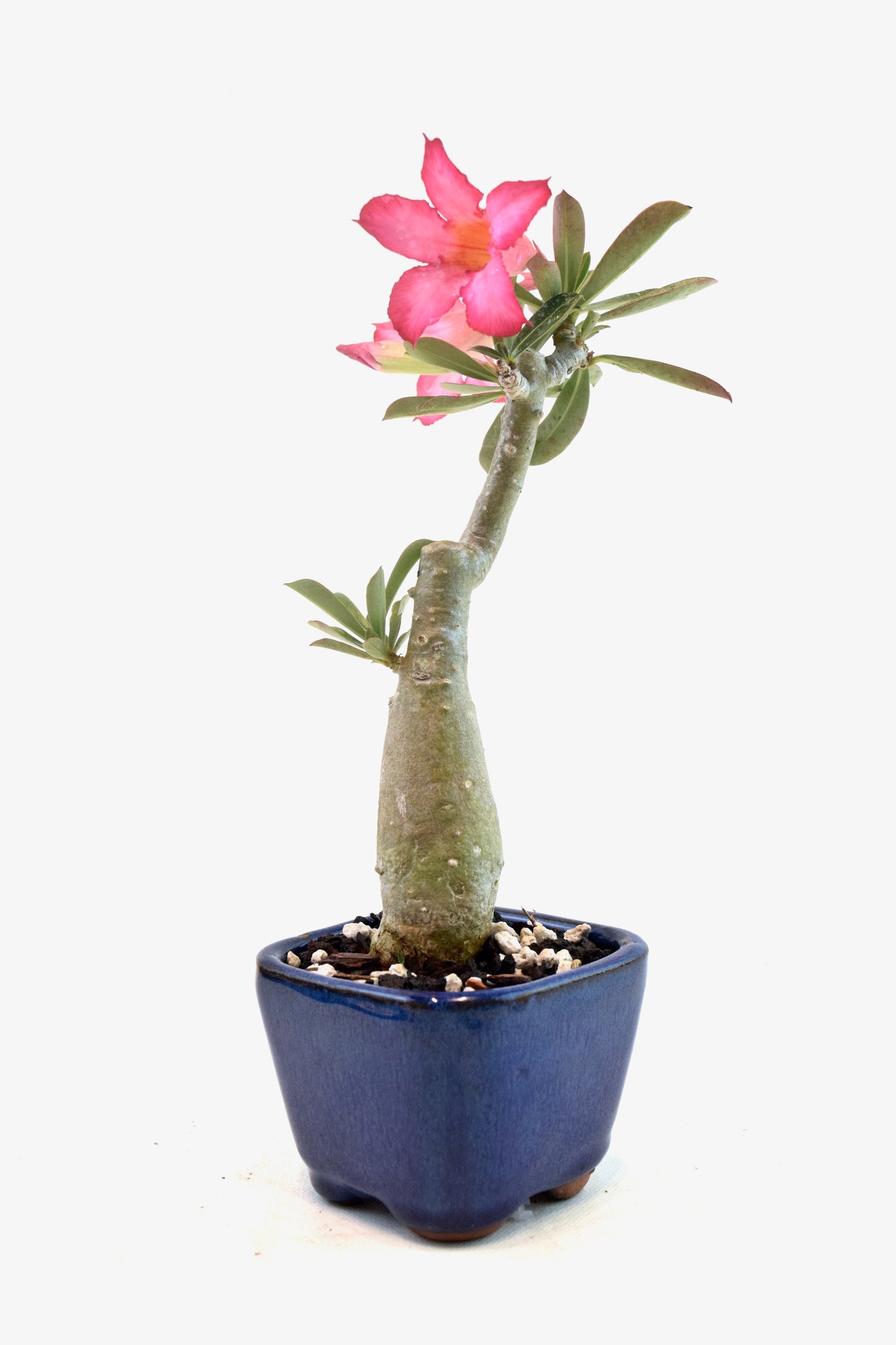 Desert Rose Bonsai Ceramic 3.5" Pot - One of a Kind Bonsai