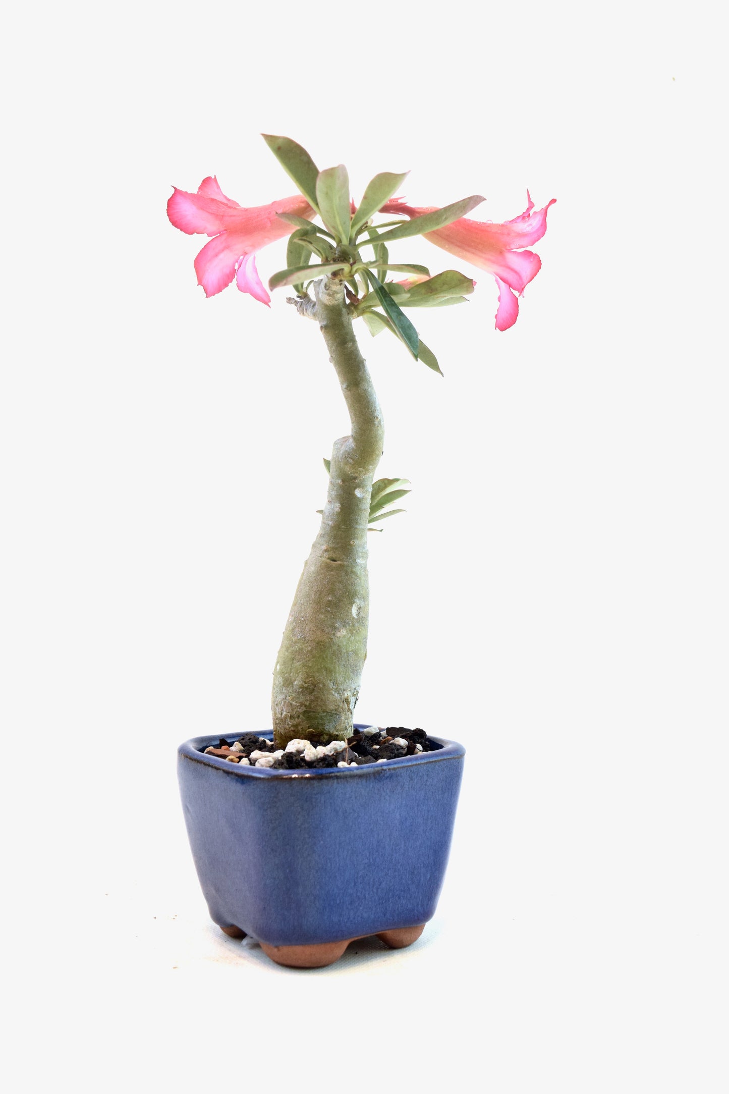Desert Rose Bonsai Ceramic 3.5" Pot - One of a Kind Bonsai