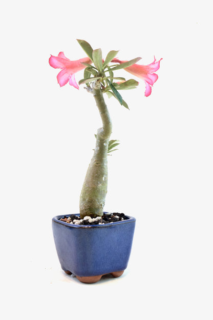 Desert Rose Bonsai Ceramic 3.5" Pot - One of a Kind Bonsai