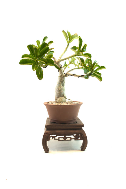 Desert Rose Bonsai Ceramic 6" Pot - One of a Kind Bonsai