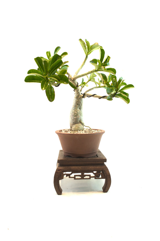 Desert Rose Bonsai Ceramic 6" Pot - One of a Kind Bonsai