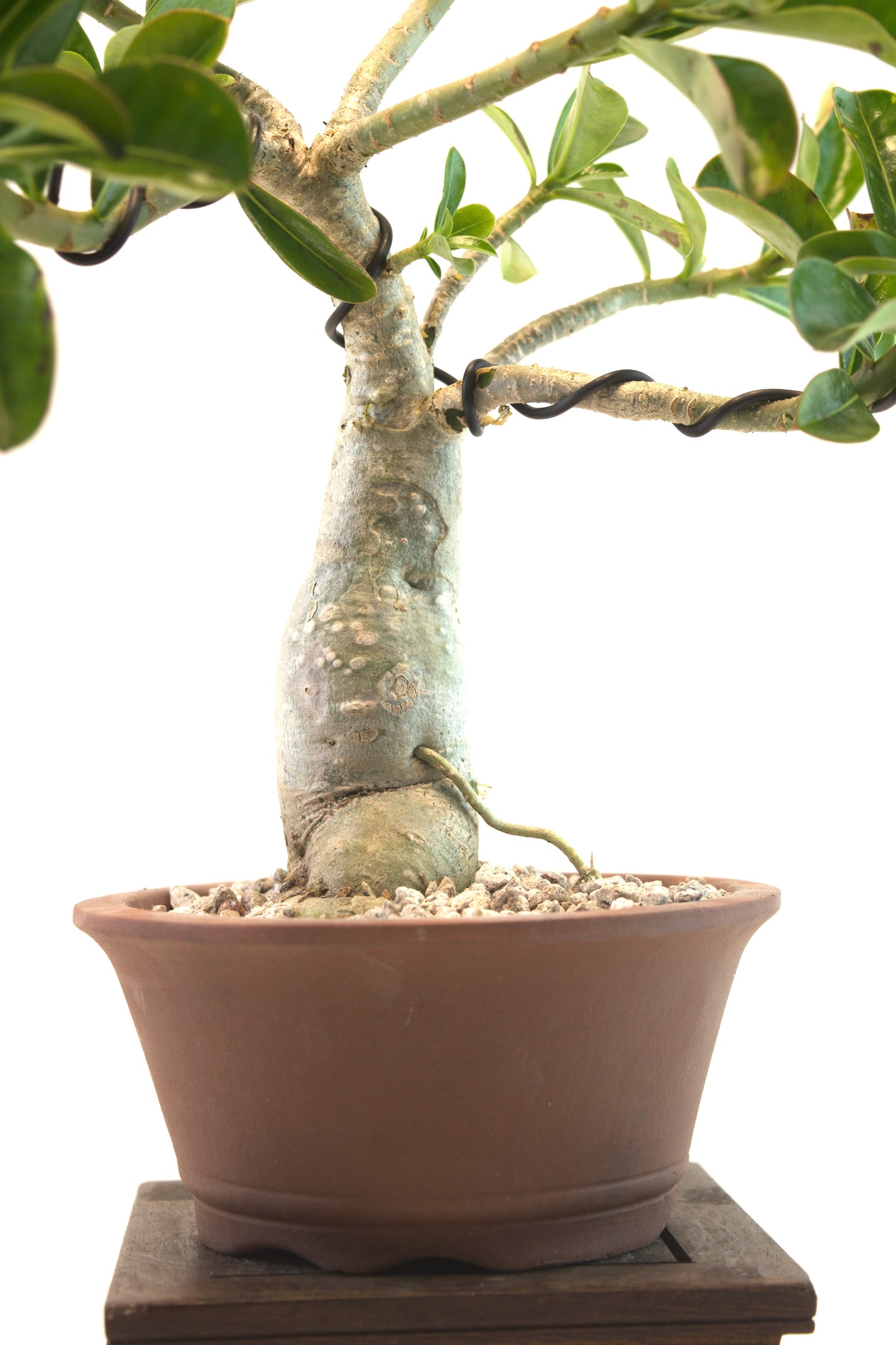 Desert Rose Bonsai Ceramic 6" Pot - One of a Kind Bonsai