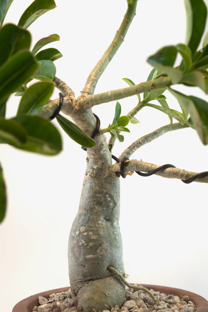 Desert Rose Bonsai Ceramic 6" Pot - One of a Kind Bonsai