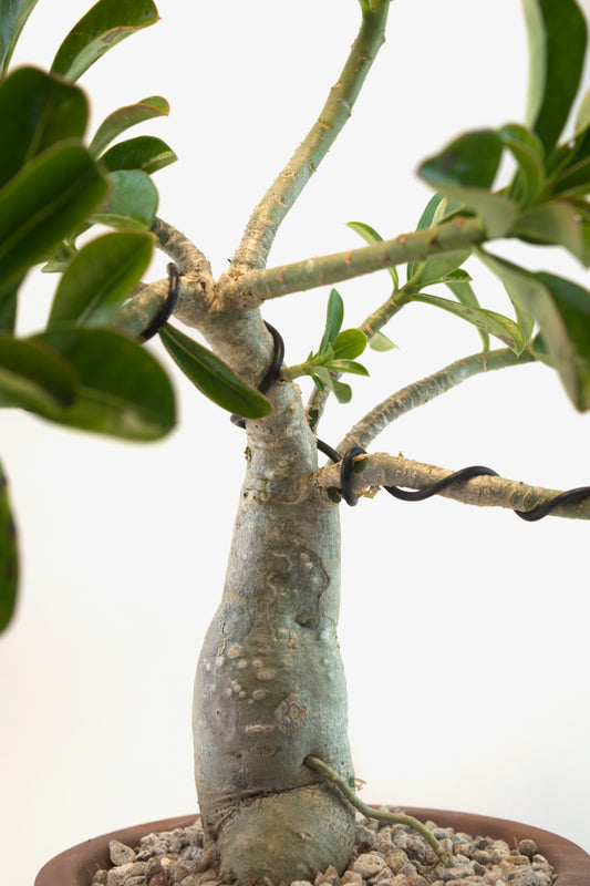 Desert Rose Bonsai Ceramic 6" Pot - One of a Kind Bonsai