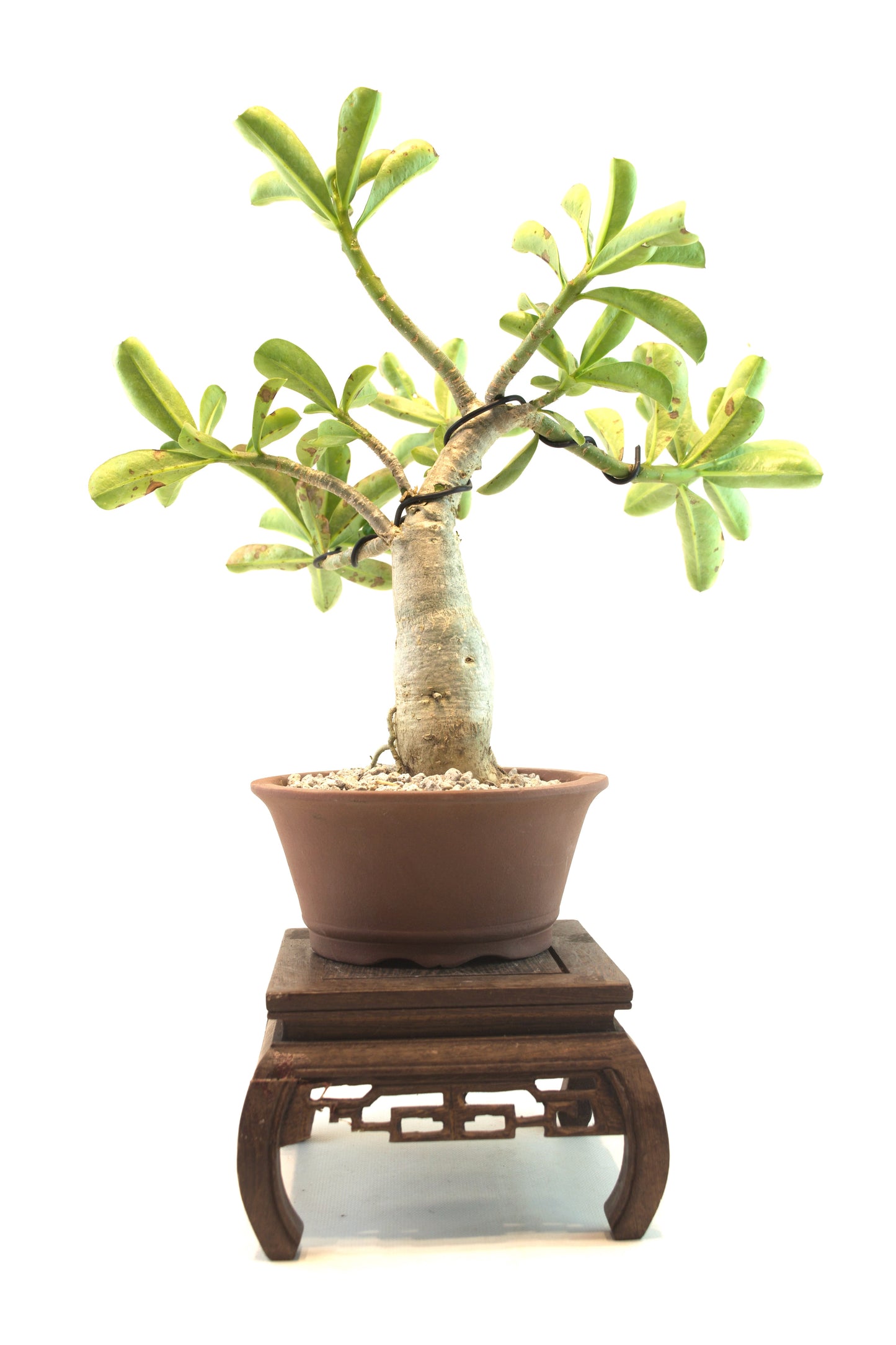 Desert Rose Bonsai Ceramic 6" Pot - One of a Kind Bonsai