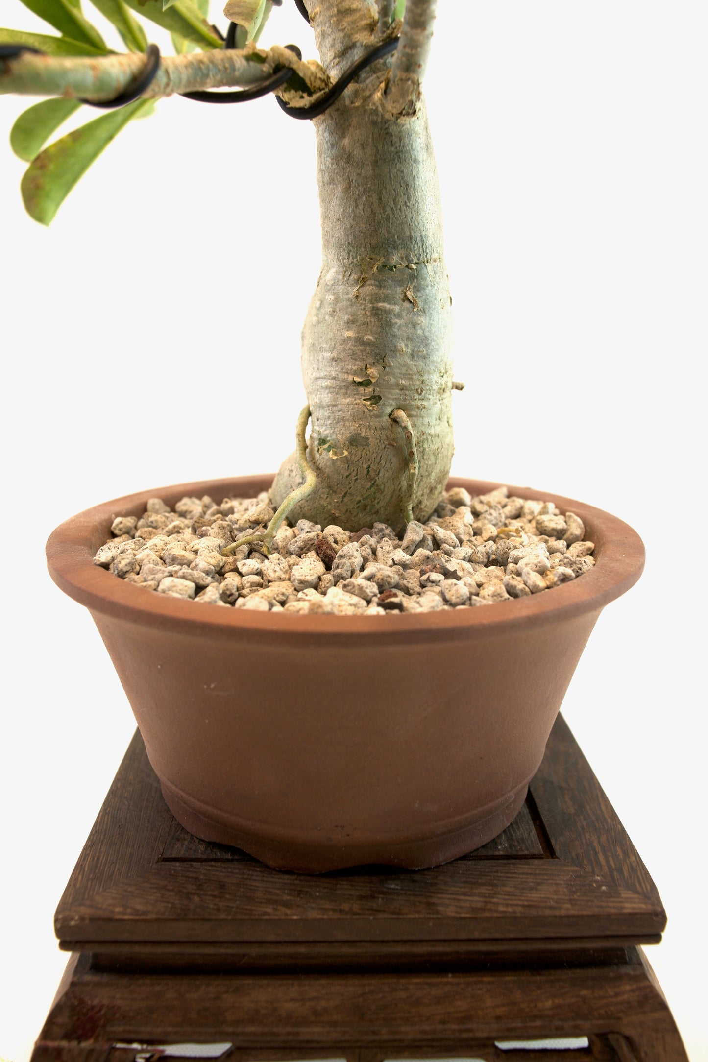 Desert Rose Bonsai Ceramic 6" Pot - One of a Kind Bonsai