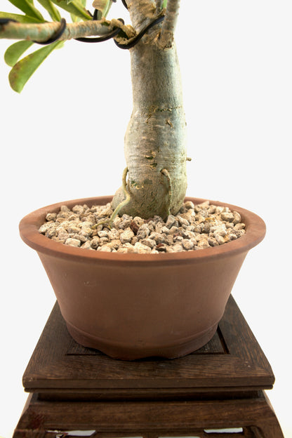 Desert Rose Bonsai Ceramic 6" Pot - One of a Kind Bonsai