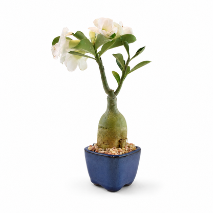 Desert Rose Bonsai Ceramic 3.5" Pot - One of a Kind Bonsai