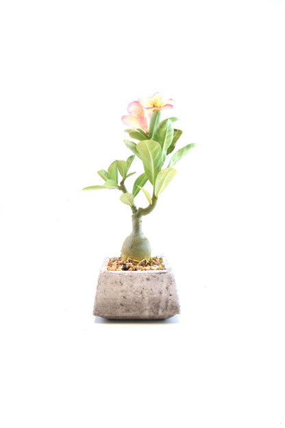 Desert Rose Bonsai Ceramic 4" Pot - One of a Kind Bonsai