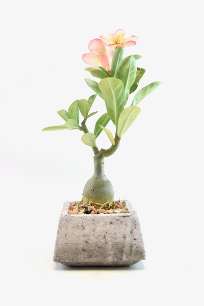 Desert Rose Bonsai Ceramic 4" Pot - One of a Kind Bonsai