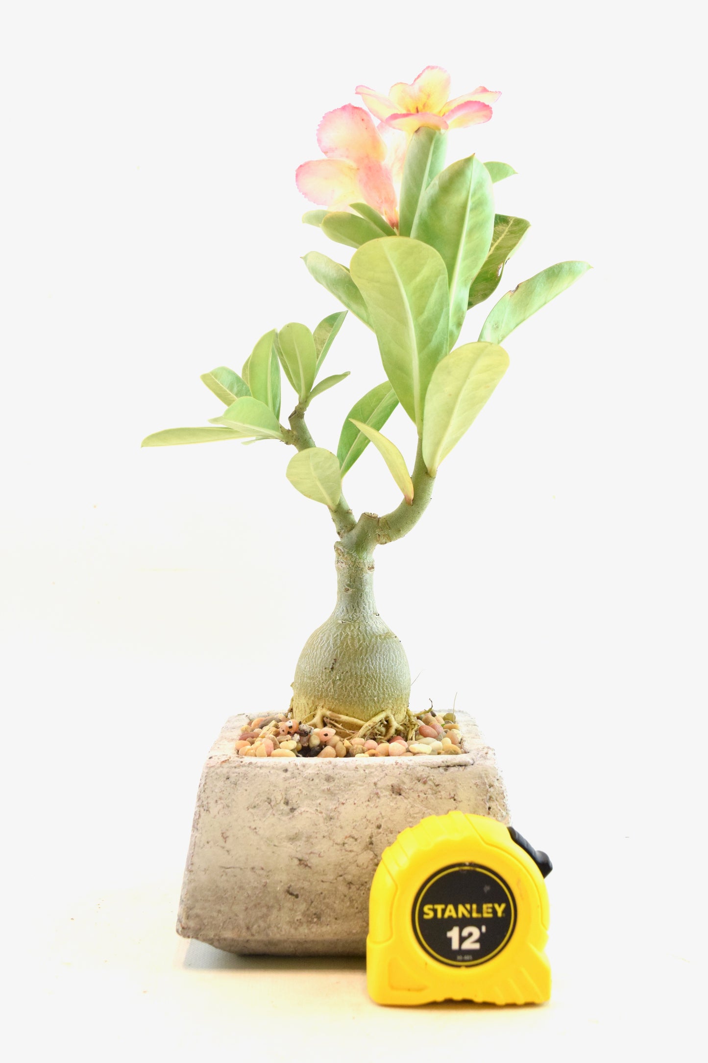 Desert Rose Bonsai Ceramic 4" Pot - One of a Kind Bonsai