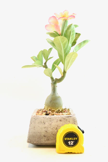 Desert Rose Bonsai Ceramic 4" Pot - One of a Kind Bonsai