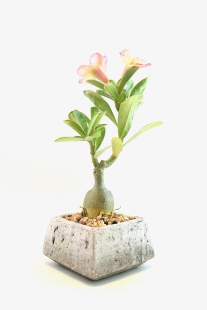 Desert Rose Bonsai Ceramic 4" Pot - One of a Kind Bonsai
