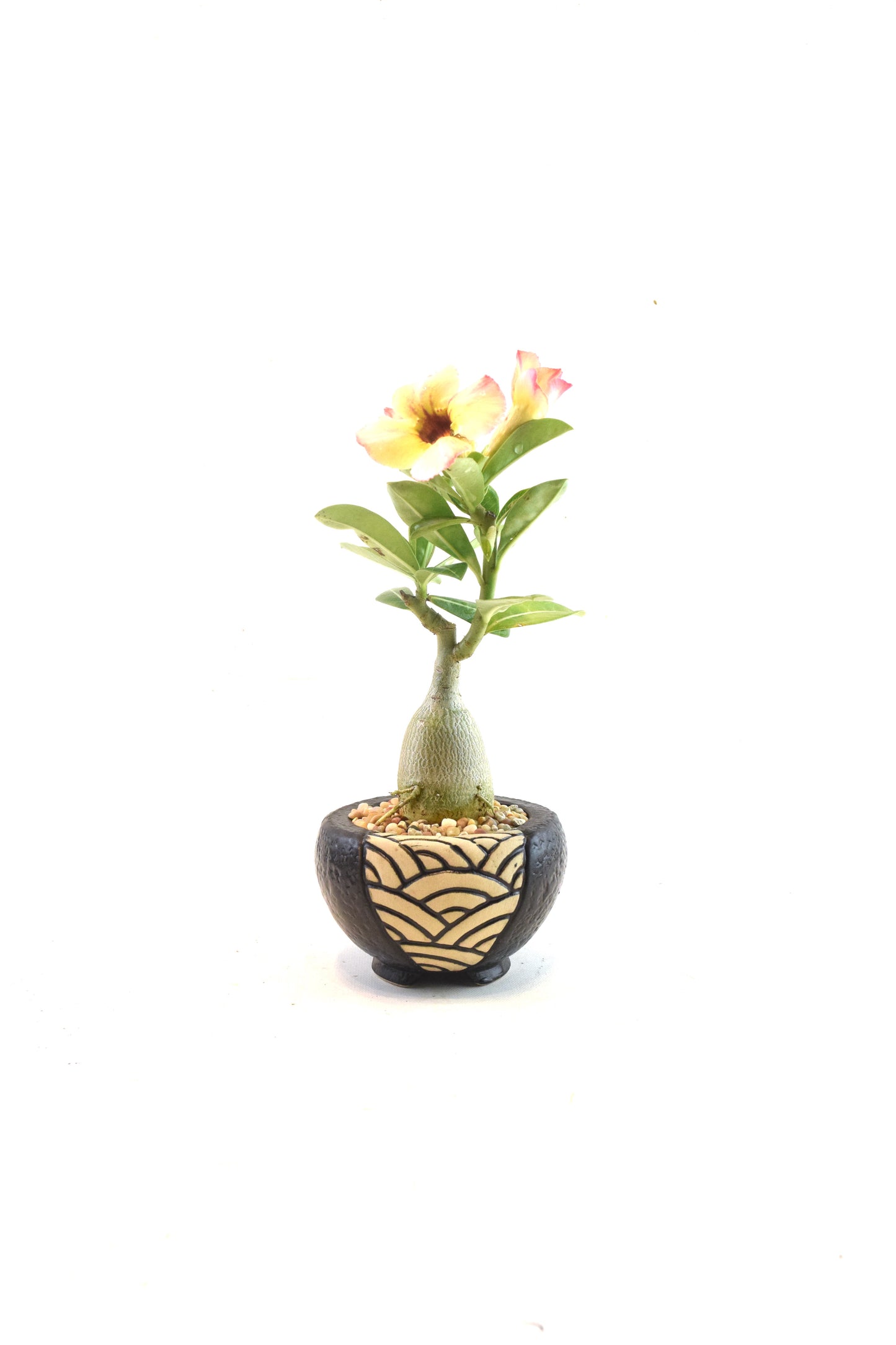 Desert Rose Bonsai Ceramic 4" Pot - One of a Kind Bonsai