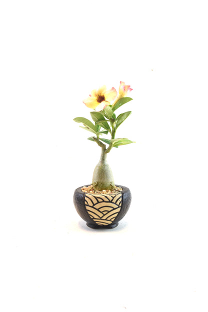 Desert Rose Bonsai Ceramic 4" Pot - One of a Kind Bonsai