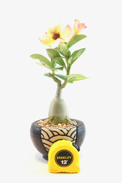 Desert Rose Bonsai Ceramic 4" Pot - One of a Kind Bonsai