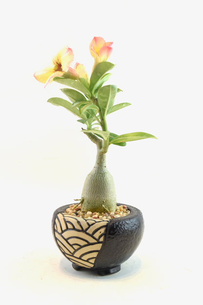 Desert Rose Bonsai Ceramic 4" Pot - One of a Kind Bonsai