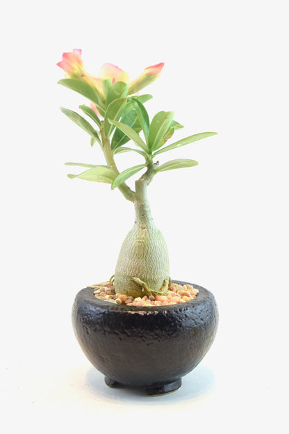 Desert Rose Bonsai Ceramic 4" Pot - One of a Kind Bonsai