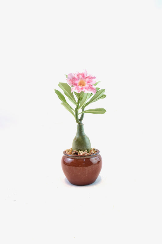 Desert Rose Bonsai Ceramic 4" Pot - One of a Kind Bonsai
