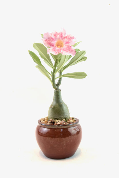 Desert Rose Bonsai Ceramic 4" Pot - One of a Kind Bonsai