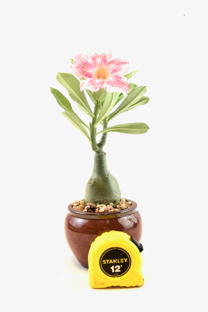 Desert Rose Bonsai Ceramic 4" Pot - One of a Kind Bonsai