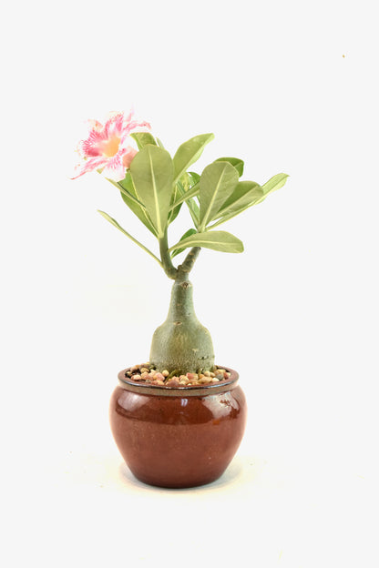 Desert Rose Bonsai Ceramic 4" Pot - One of a Kind Bonsai