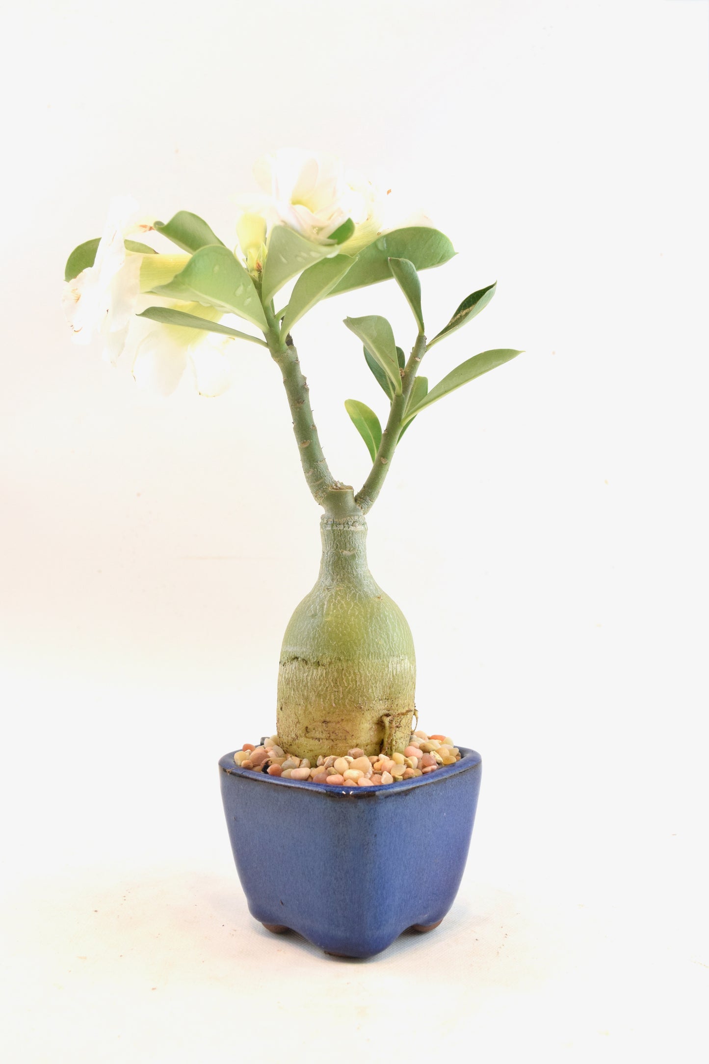 Desert Rose Bonsai Ceramic 3.5" Pot - One of a Kind Bonsai