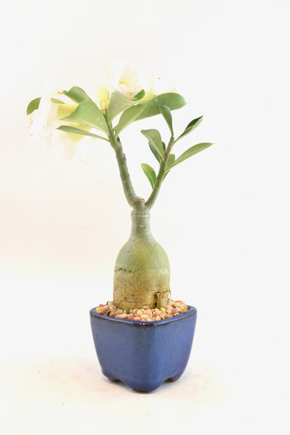 Desert Rose Bonsai Ceramic 3.5" Pot - One of a Kind Bonsai