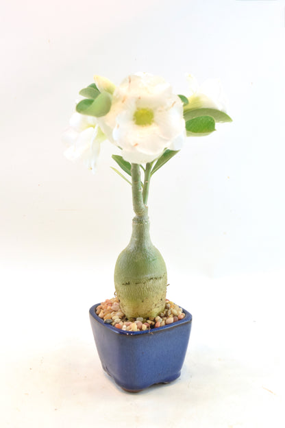 Desert Rose Bonsai Ceramic 3.5" Pot - One of a Kind Bonsai