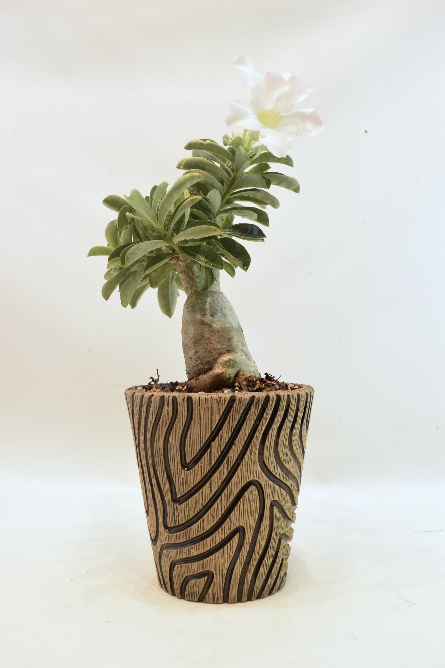 Desert Rose Bonsai Ceramic 5" Pot - One of a Kind Bonsai
